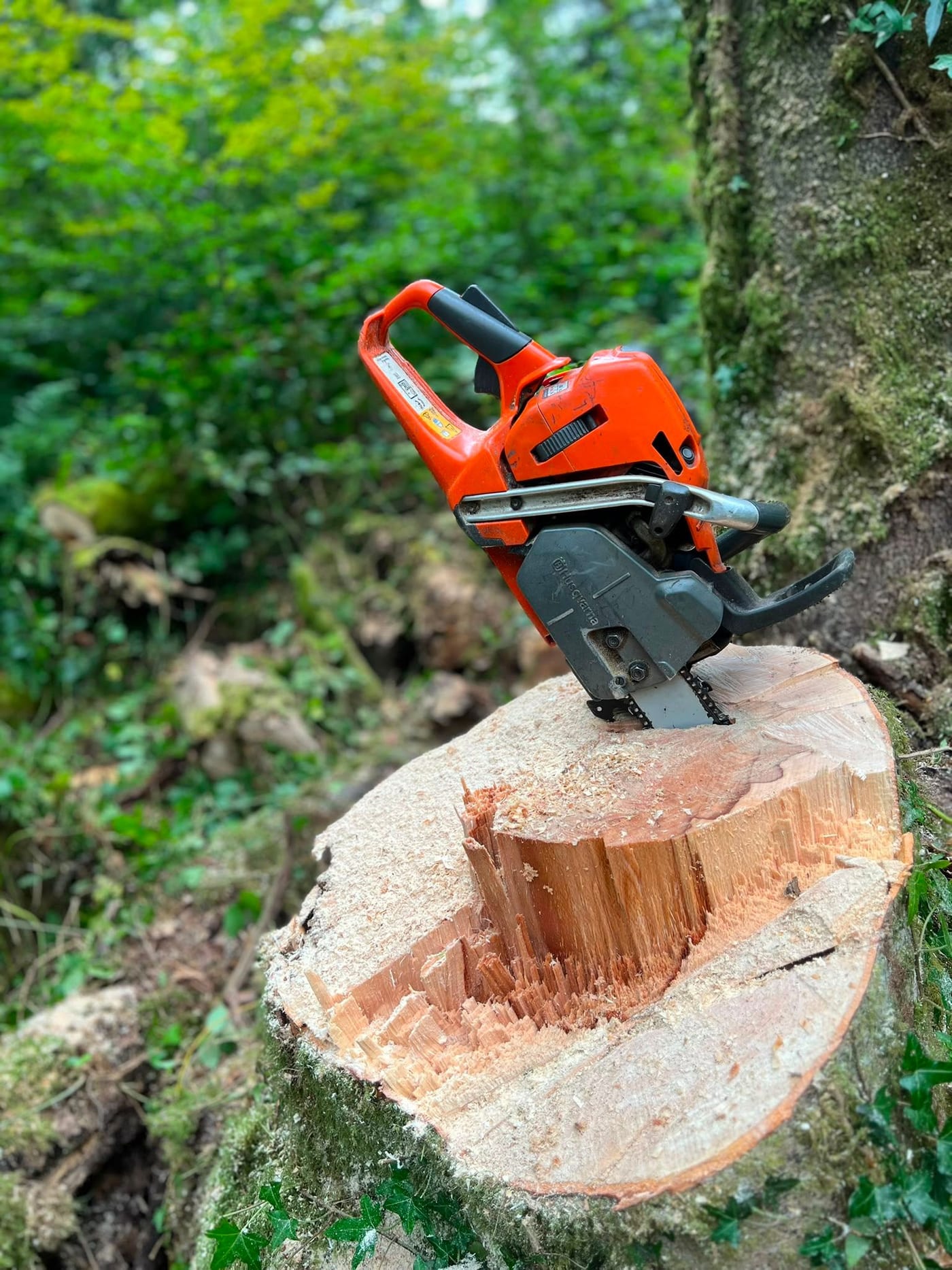 A chainsaw resting on the fresh-cut face of a felled trunk, sawdust still on the surface.