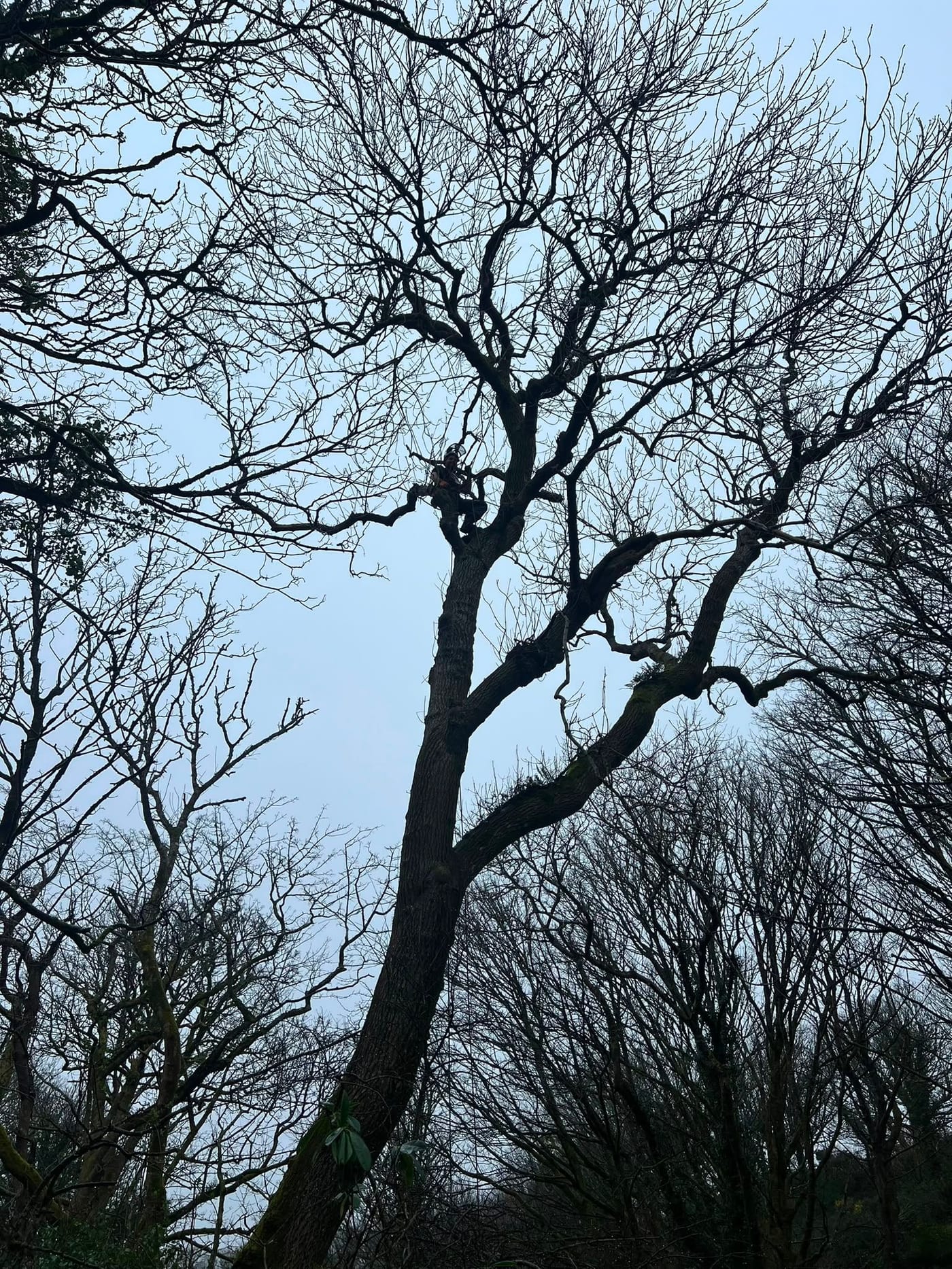 A climber roped high in the crown of a bare oak, silhouetted against a winter sky.