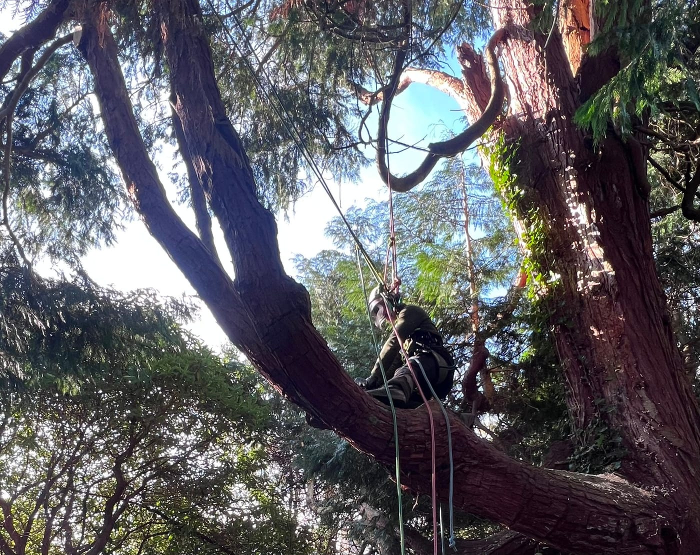 A tree surgeon roped into the upper canopy of a large conifer, seen from the ground looking up through the branches.