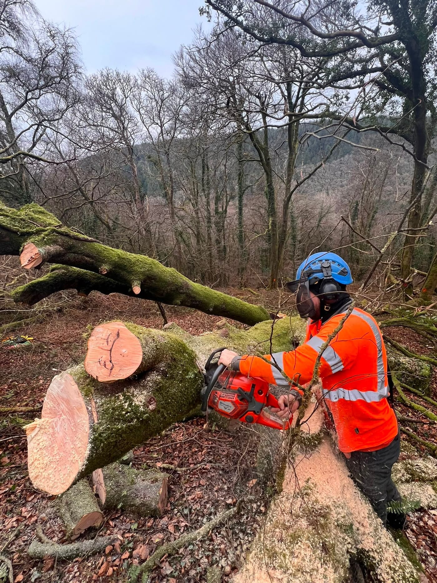 A tree surgeon in hi-vis and a climbing helmet cross-cutting a large moss-covered trunk in winter woodland.