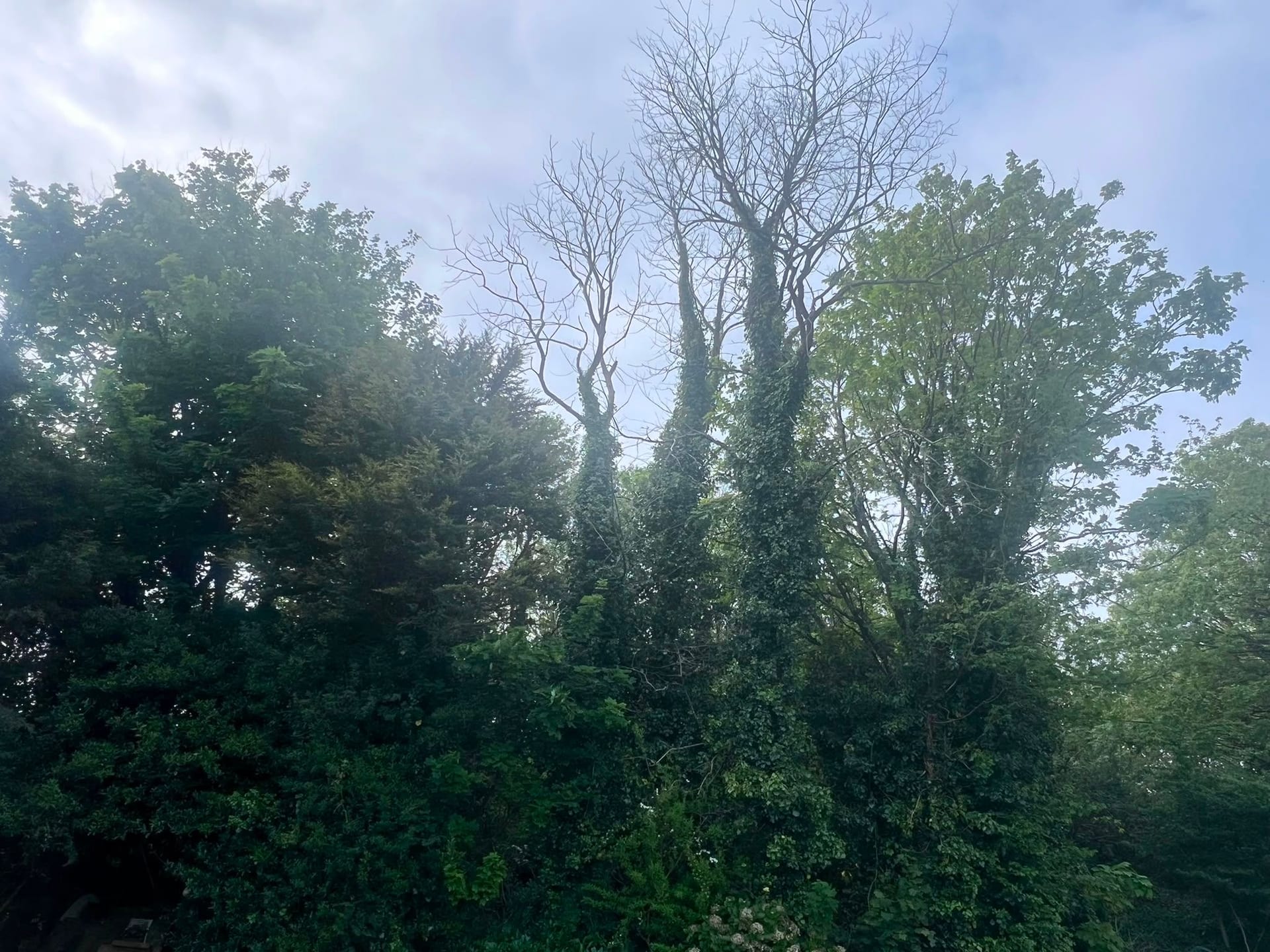 Two dead ivy-clad trees standing bare among the green canopy of a garden treeline.
