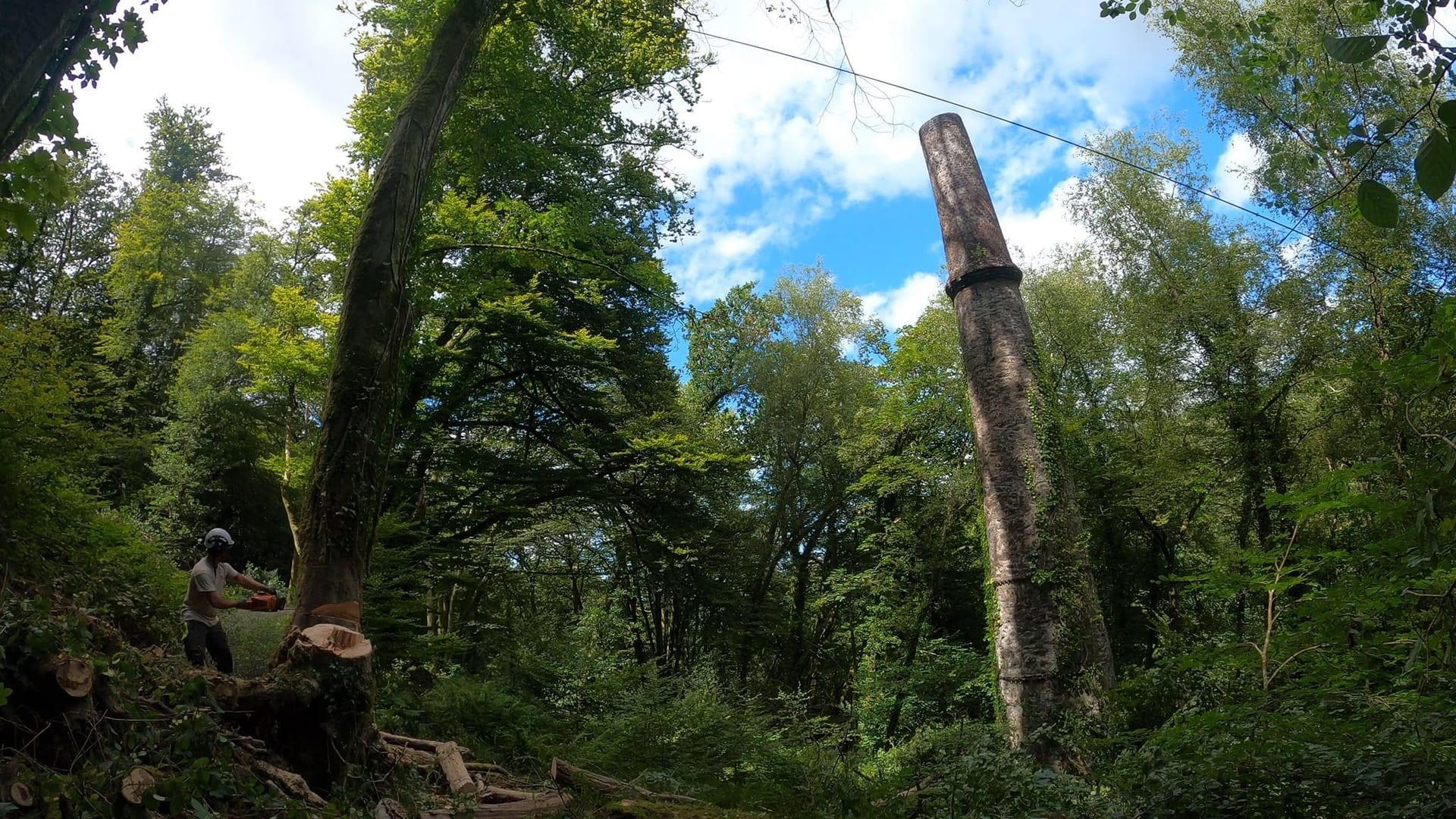 A tall ivy-clad tree still standing in woodland, with a ruined Cornish mine stack behind it.