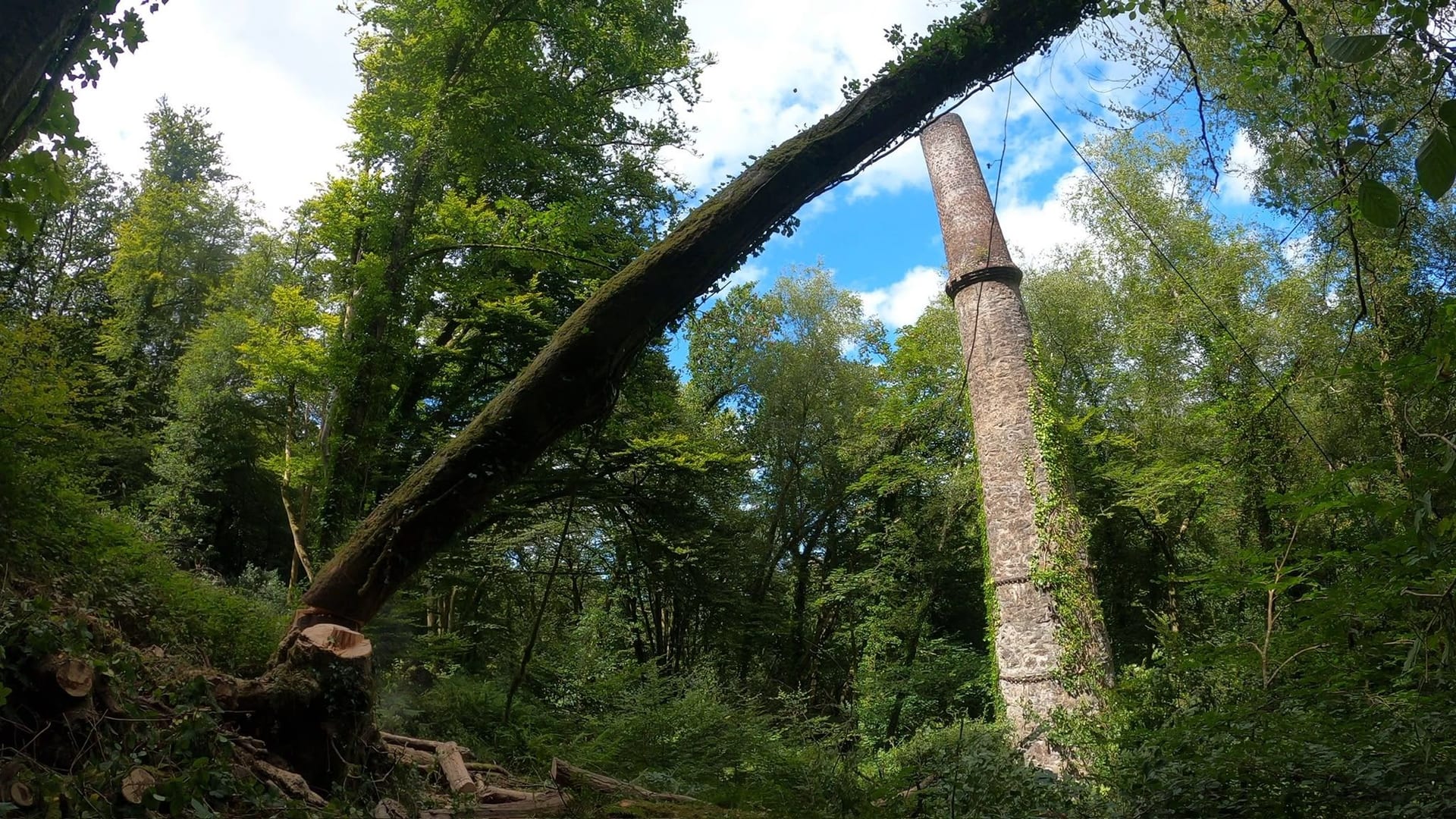 A tall tree mid-fall in woodland, still in the air, with a ruined Cornish mine stack standing behind it.