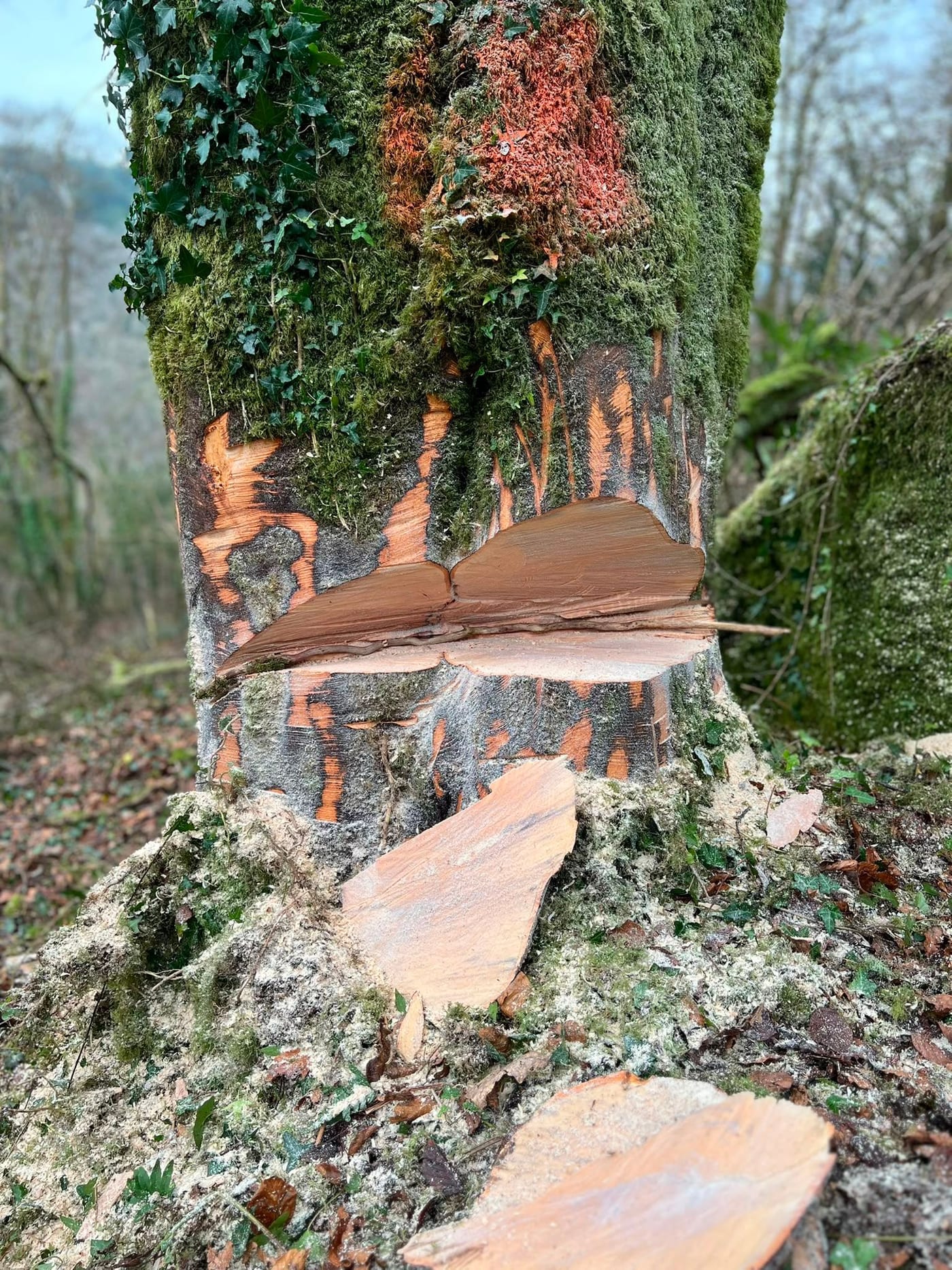 Close-up of a felling cut in a mossy ivy-covered trunk, the hinge and the removed wedge clearly visible.