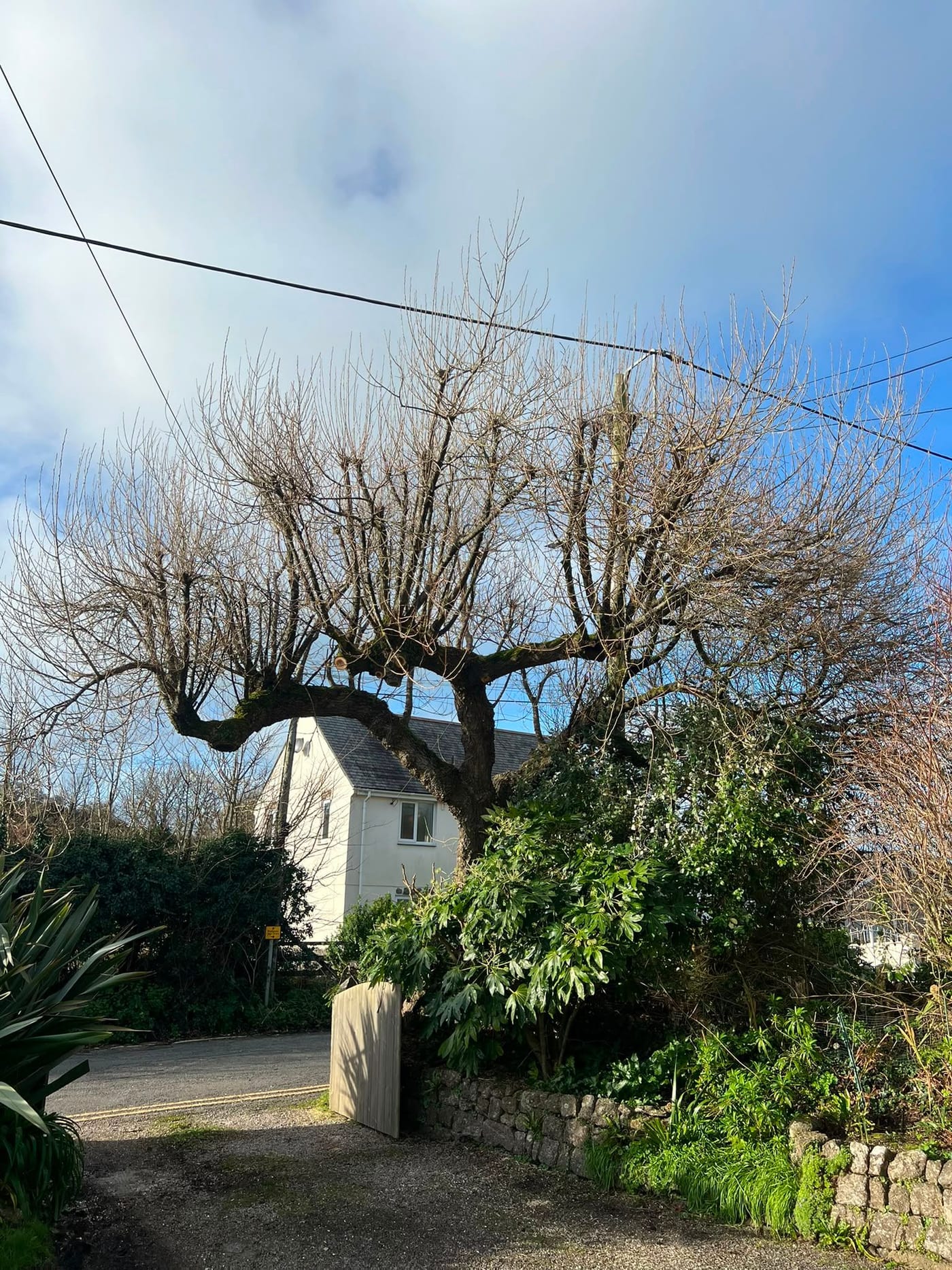 The same tree pollarded back to clean knuckles, well clear of the wires crossing the lane.