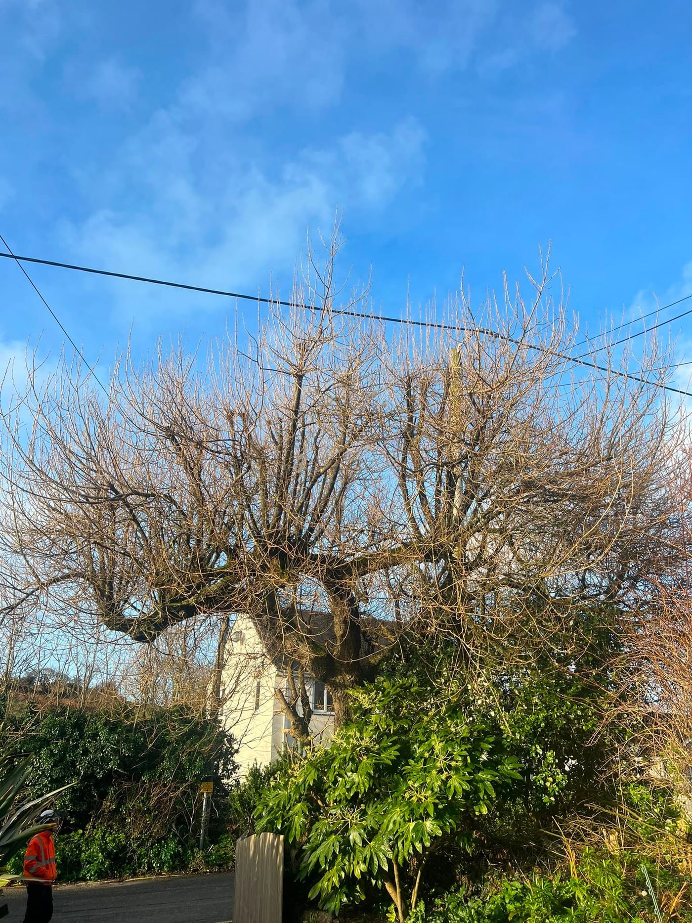 A bare winter tree with dense twiggy growth reaching into the overhead wires outside a white cottage.