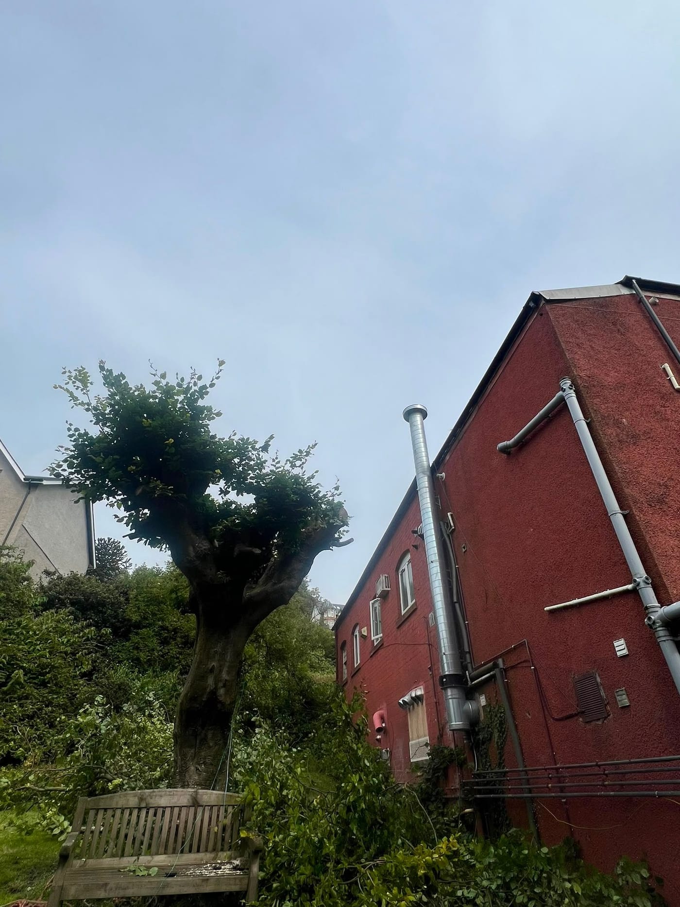 The same tree after reduction, its crown cut back clear of the red building and the flue running up the wall.