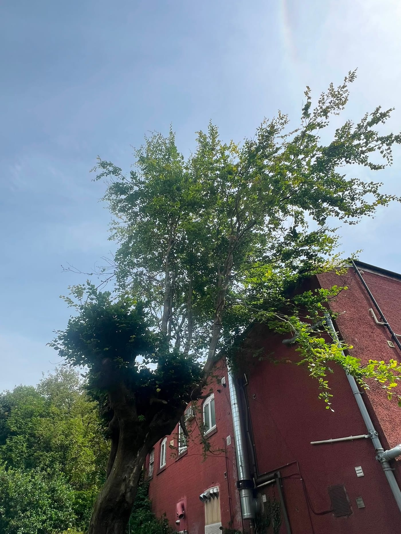 A large multi-stemmed tree in full leaf leaning over the gable end of a red rendered building.