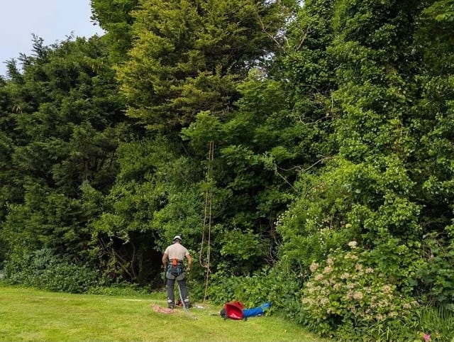A tree surgeon standing at the base of a tall conifer hedge with a rope rigged into the crown above.